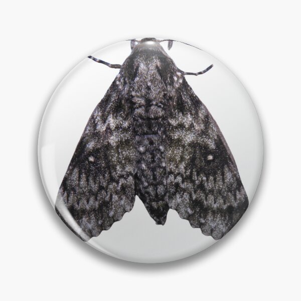 Item preview, Dolbina tancrei designed and sold by Entomologist.
