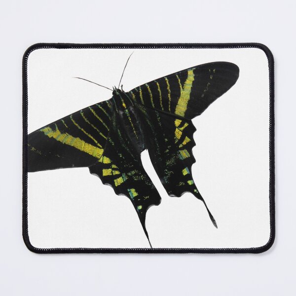 Item preview, Urania fulgens designed and sold by Entomologist.