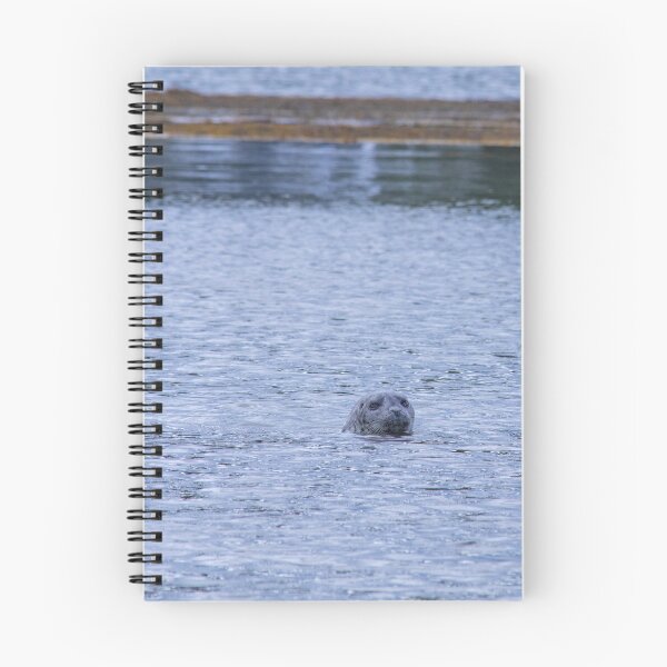 Item preview, Harbor Seal Hanging Out in Boothbay Harbor, Maine | Photography designed and sold by katelizspra.