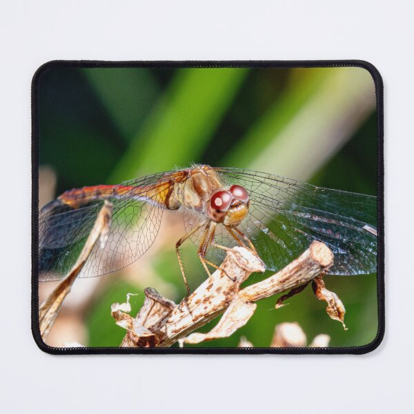 Item preview, Dragonfly   | Photography designed and sold by katelizspra.