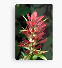 Indian Paintbrush Metal Print