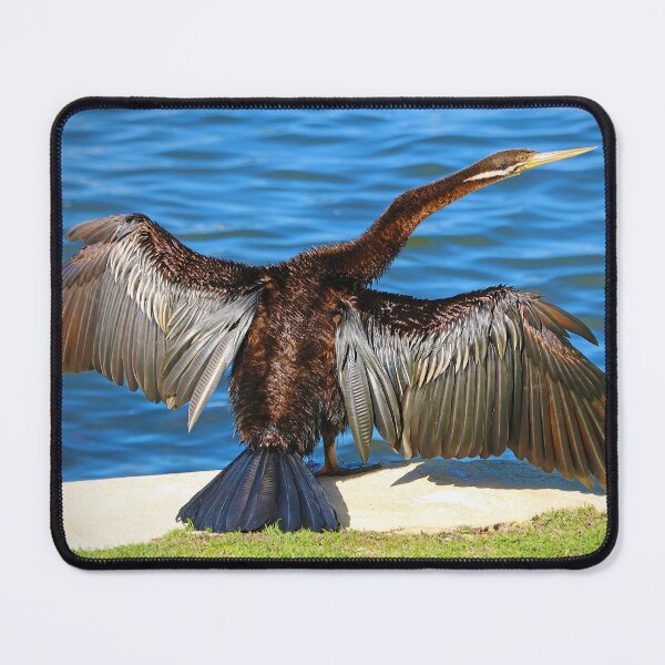 Item preview, Australasian Darter - Perth Western Australia 2025 - 2 designed and sold by Colin  Williams Photography.