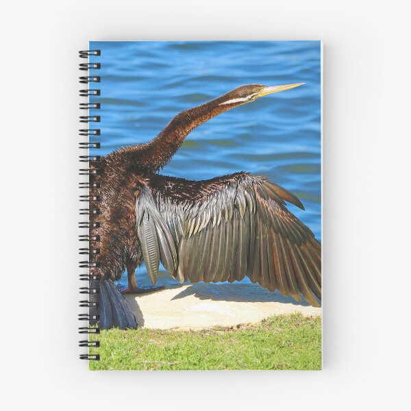 Item preview, Australasian Darter - Perth Western Australia 2025 - 2 designed and sold by Colin  Williams Photography.