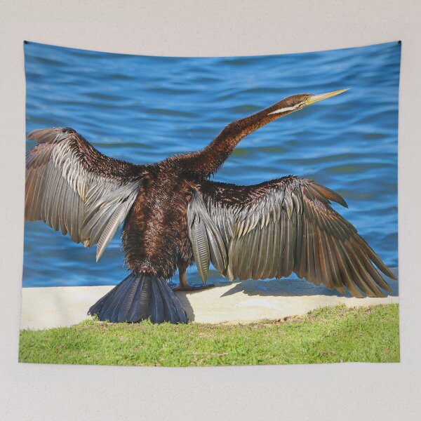 Item preview, Australasian Darter - Perth Western Australia 2025 - 2 designed and sold by Colin  Williams Photography.