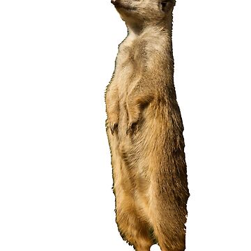 Artwork thumbnail, Meerkat by Jon Lees