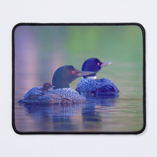 Item preview, Morning outing - Common loons designed and sold by James Cumming.