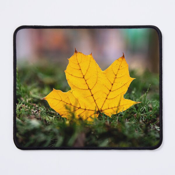 Item preview, Standing Maple Leaf in Autumn Colors designed and sold by Rabee Khalil Photography.