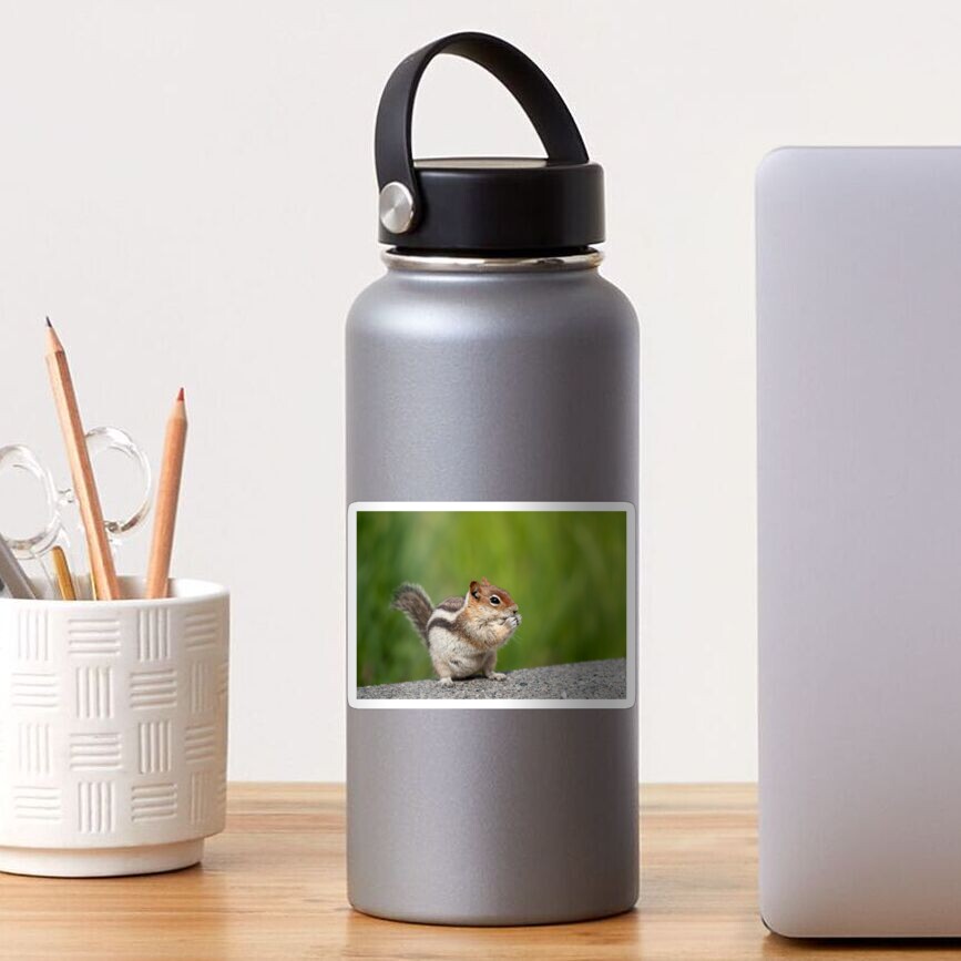Golden-mantled Squirrel Sticker