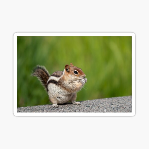 Golden-mantled Squirrel Sticker
