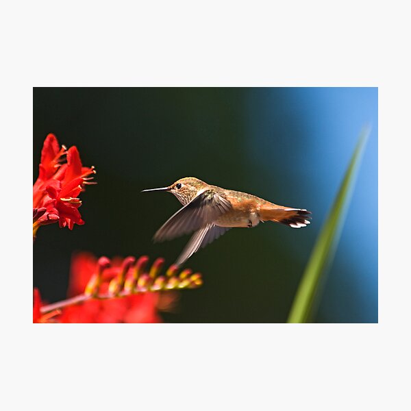 Item preview, Forward Flight designed and sold by Buzzimage.