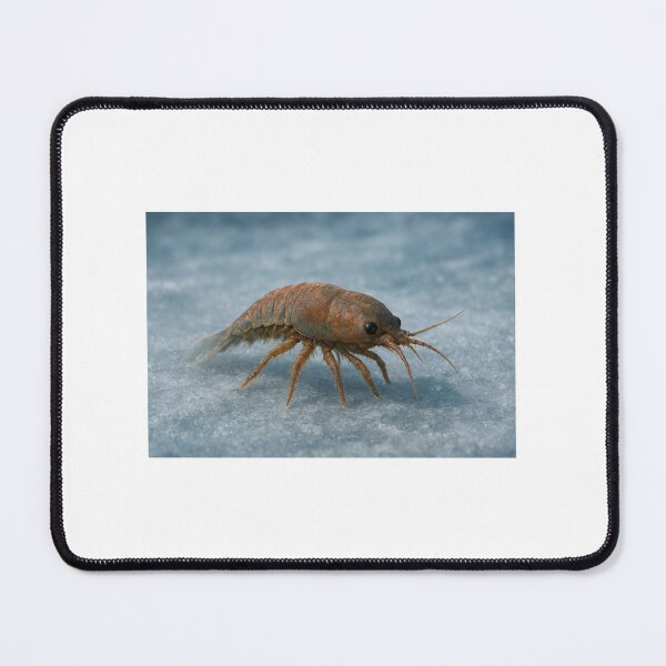 Item preview, Alien Creature in a Frozen Forest designed and sold by tomever.