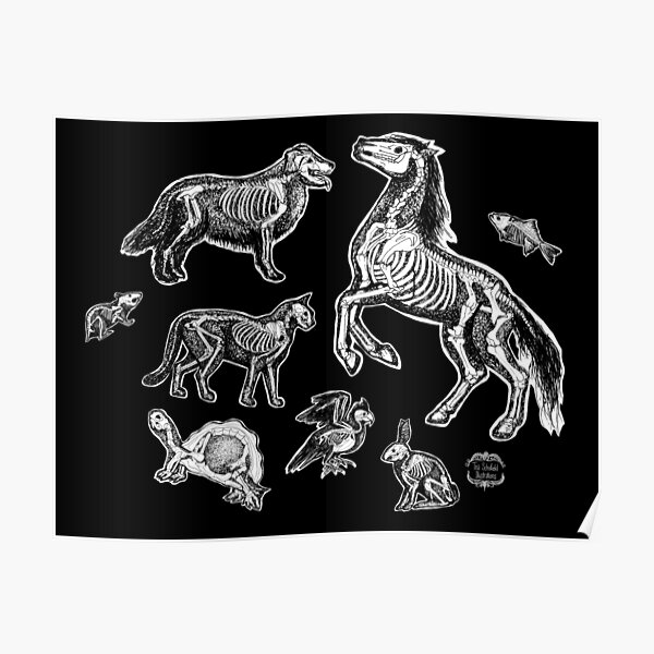 Veterinary Technician :: X-ray Animal Bones Anatomy Poster