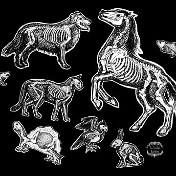 Artwork thumbnail, Veterinary Technician :: X-ray Animal Bones Anatomy by tinaschofield