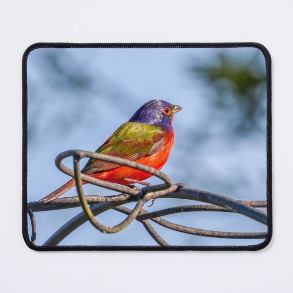 Item preview, South Carolina Painted Bunting designed and sold by MBGSL DESIGNS .