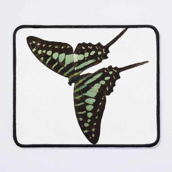 Item preview, Graphium policenes butterfly designed and sold by Entomologist.