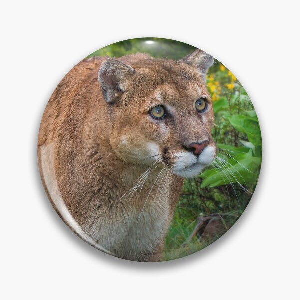 Item preview, Mountain Lion walking on Path designed and sold by Gerard Fornarotto.