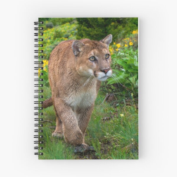 Item preview, Mountain Lion walking on Path designed and sold by Gerard Fornarotto.