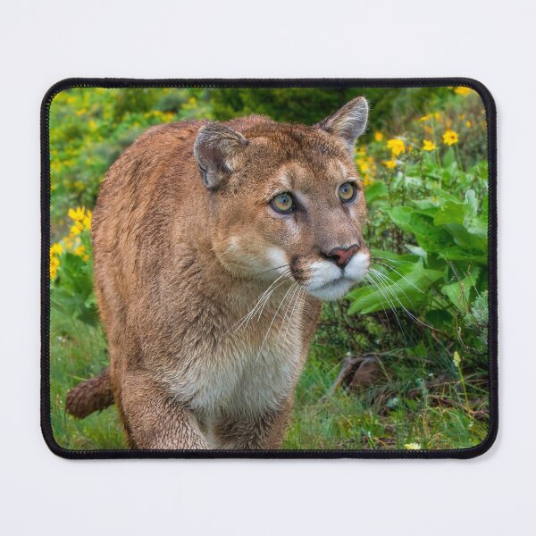 Item preview, Mountain Lion walking on Path designed and sold by Gerard Fornarotto.