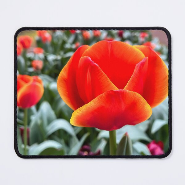 Item preview, Vibrant Orange and Red Tulip in Bloom designed and sold by Be Captured by Brittany Emma.