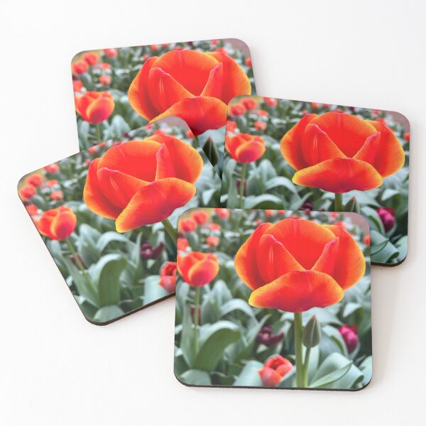 Item preview, Vibrant Orange and Red Tulip in Bloom designed and sold by Be Captured by Brittany Emma.