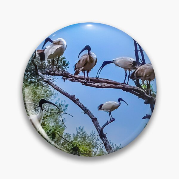 Item preview, The Australian White Ibis Hangout - Bendigo, Victoria, Australia designed and sold by Steven Jodoin.
