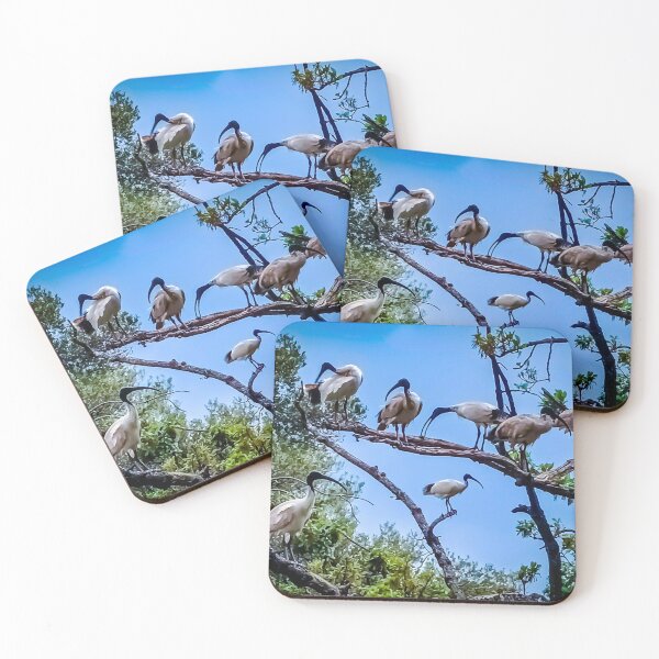 Item preview, The Australian White Ibis Hangout - Bendigo, Victoria, Australia designed and sold by Steven Jodoin.