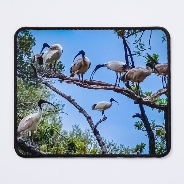 Item preview, The Australian White Ibis Hangout - Bendigo, Victoria, Australia designed and sold by Steven Jodoin.