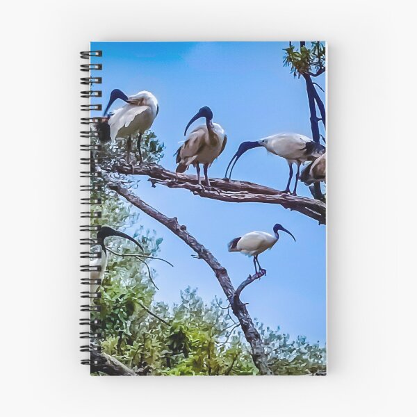 Item preview, The Australian White Ibis Hangout - Bendigo, Victoria, Australia designed and sold by Steven Jodoin.