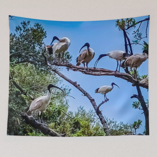 Item preview, The Australian White Ibis Hangout - Bendigo, Victoria, Australia designed and sold by Steven Jodoin.