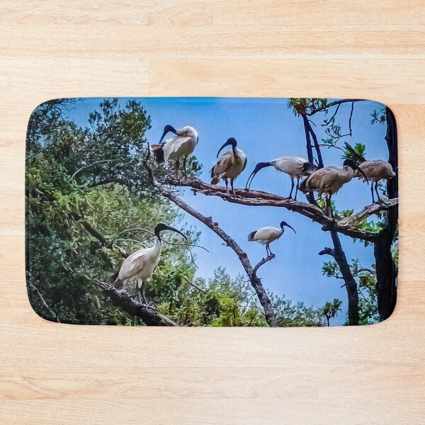Item preview, The Australian White Ibis Hangout - Bendigo, Victoria, Australia designed and sold by Steven Jodoin.