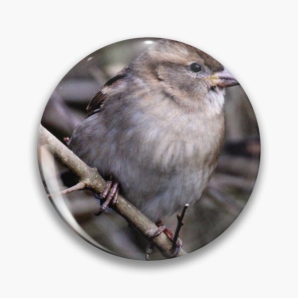 Item preview, chaffinch designed and sold by KathleenDawson.