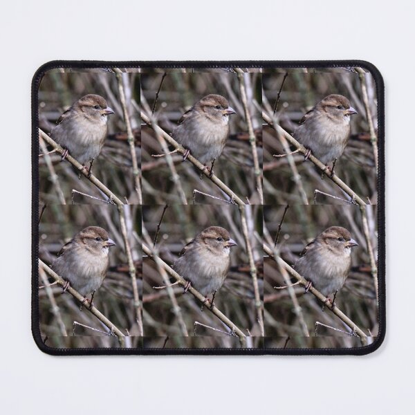 Item preview, chaffinch designed and sold by KathleenDawson.