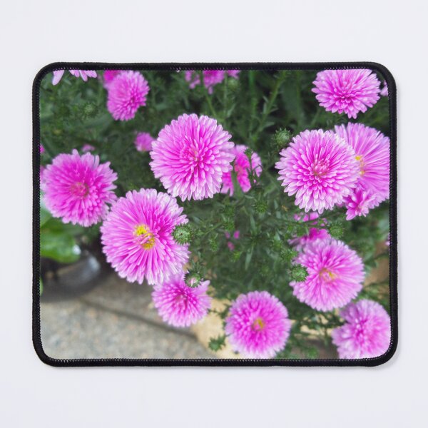 Item preview, pink daisy designed and sold by yunee.