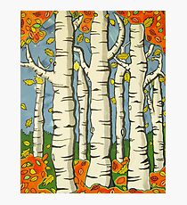 Birch Trees Autumn Bliss Photographic Print