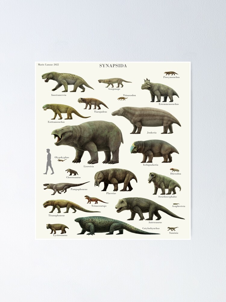 Póster con la obra «Synapsids .stem- mammals (Permian- Triassic ...