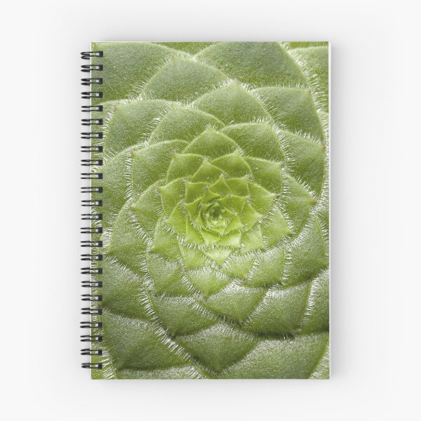 Item preview, Aeonium Tabuliforme designed and sold by christineiris.