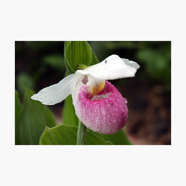 Showy Lady's Slipper Photographic Print
