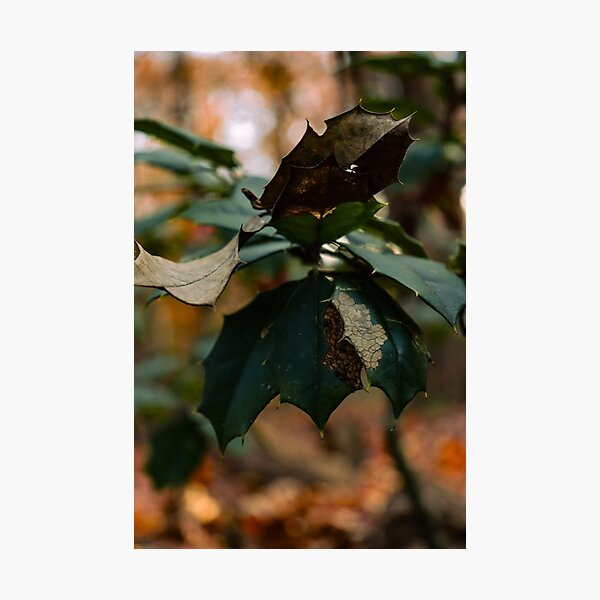Item preview, Dying Evergreen designed and sold by TheySeeArtz.