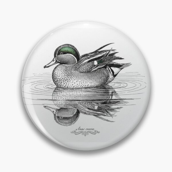 Item preview, Common Teal Duck: Anas crecca - Vintage Scientific Study designed and sold by VistaPainterArt.
