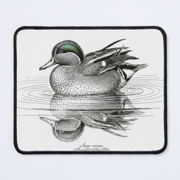 Item preview, Common Teal Duck: Anas crecca - Vintage Scientific Study designed and sold by VistaPainterArt.