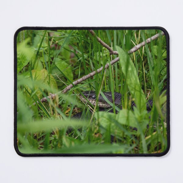 Item preview, Rat Snake Lurking in the Grass designed and sold by HectorCantres.