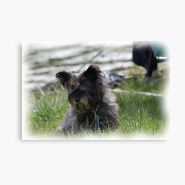 Butch 2 Canvas Print
