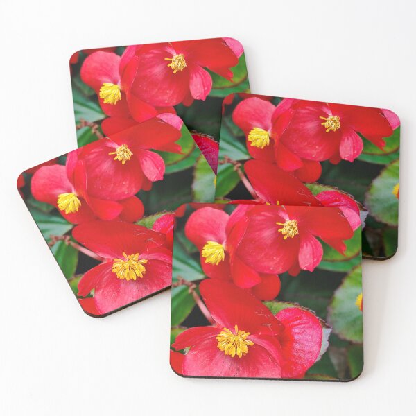 Item preview, Begonia semperflorens. designed and sold by Opps-diseño.