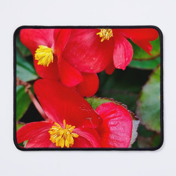 Item preview, Begonia semperflorens. designed and sold by Opps-diseño.