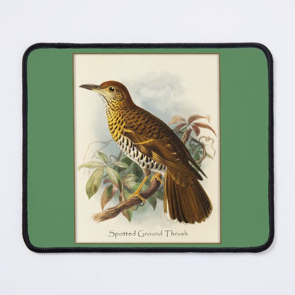 Item preview, Bird Print: Spotted Ground Thrasher designed and sold by Tridentulus.
