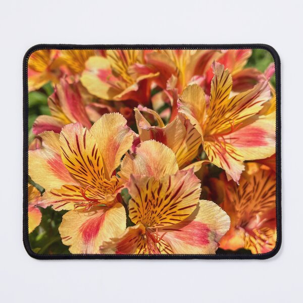 Item preview, Sunlit Alstroemeria Flowers in Full Bloom designed and sold by Be Captured by Brittany Emma.