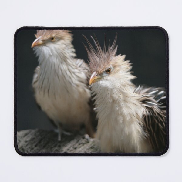 Item preview, Cuckoo Birds Newly Birn designed and sold by ParisPoet.