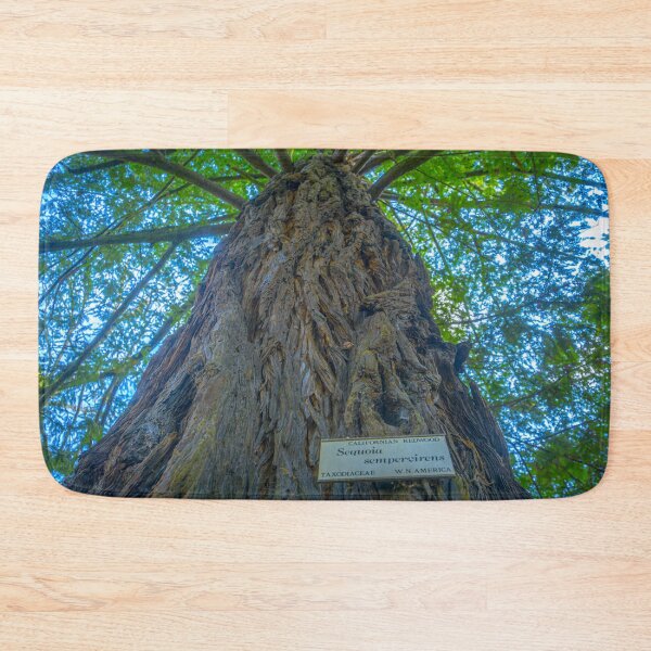 Item preview, Californian Redwood Tree - Kyneton Botanical Gardens designed and sold by Steven Jodoin.