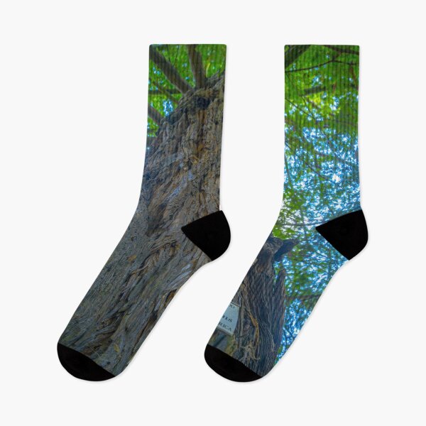 Item preview, Californian Redwood Tree - Kyneton Botanical Gardens designed and sold by Steven Jodoin.