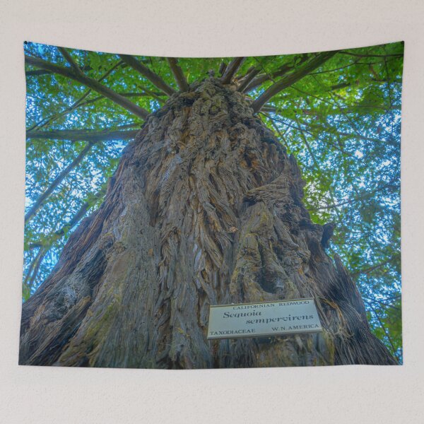 Item preview, Californian Redwood Tree - Kyneton Botanical Gardens designed and sold by Steven Jodoin.